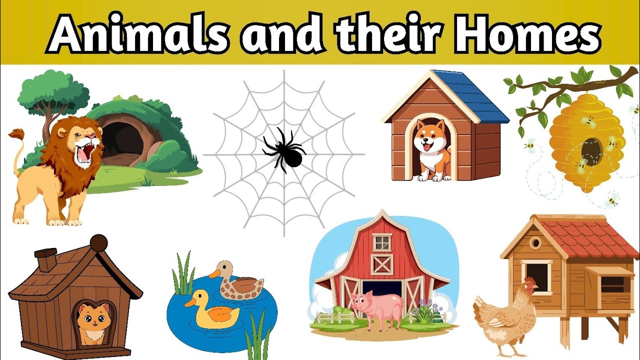 Animals and their Homes| Animals home| Animal shelter for kids| Animal Habitat|