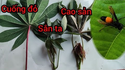 Loại lá Sắn nào gây mê ong nhanh nhất - gây mê ong vò vẽ | Anesthetize wasps with leaves