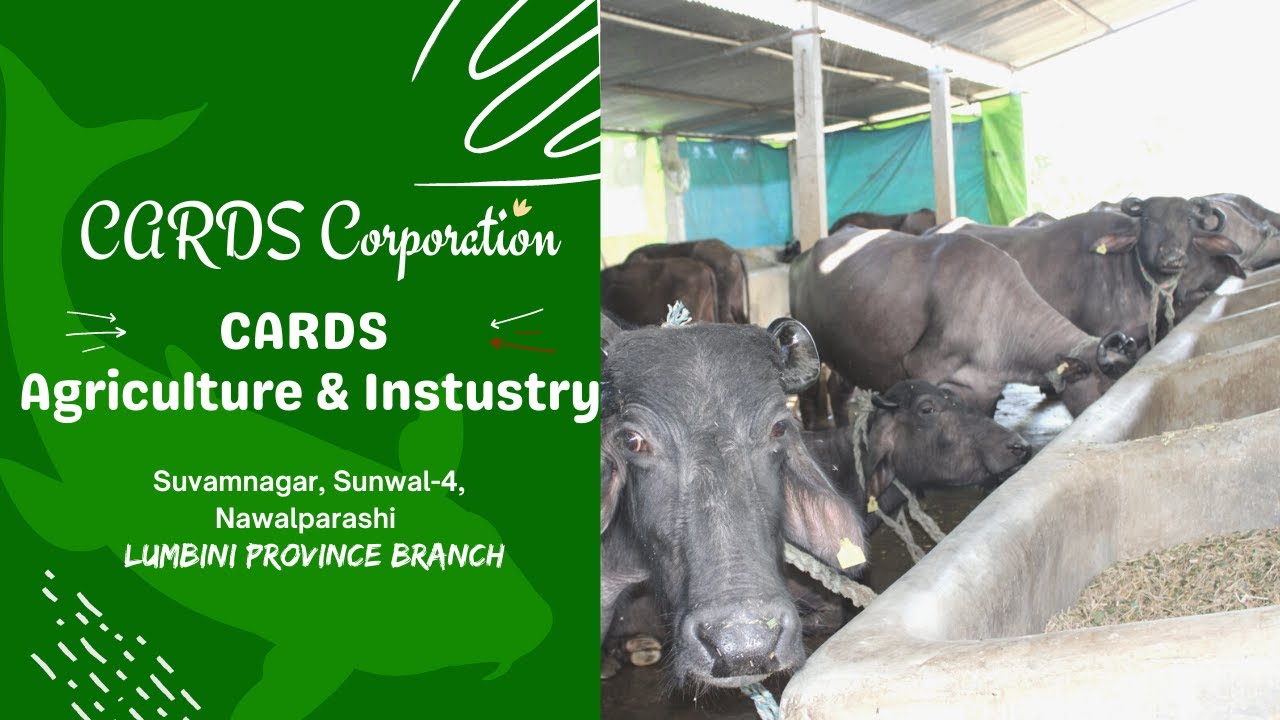 CARDS Agriculture & Industry, Province Lumbini - YouTube