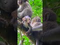 Ep49. The Ultimate Monkey Compilation to Make Your Day Instantly Better