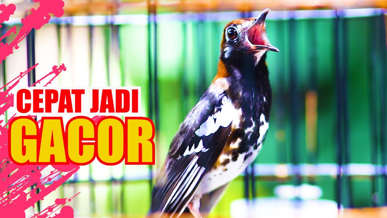 PUTAR SAJA!! ANIS KEMBANG DIAM CEPAT JADI GACOR,  ANIS KEMBANG GACOR SPEED RAPAT