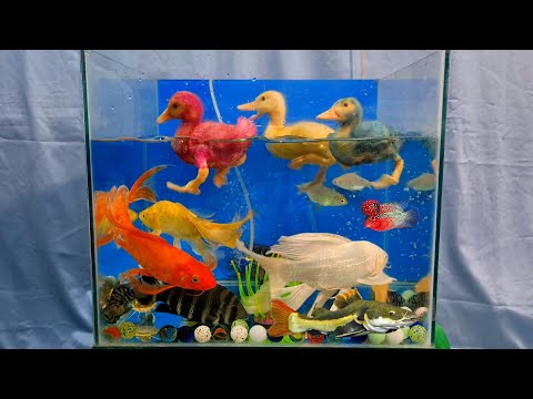 Video Vịt con, cá la hán, cá chép nhật - Video cá cảnh đẹp,... - youtube
