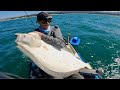 Epic catch  release 40 inch monster california halibut