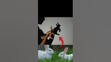 use Finger to rabbit 🐇 shadow 🫠 #shorts #fingershadowtutorial