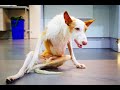 INCREIBLE TRANSFORMACION de un perro con la espalda rota