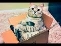 Try Not To Laugh - Funny cat, animal Vine Compilation 2017