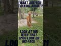 Llama foes #enimigos #enemies #foes #llamas #llamadrama #llama