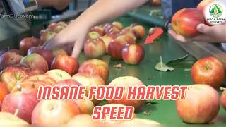 How Millions of Tons of Fruits Are Harvested So Fast (Full Process)