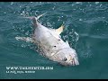 MEXICAN MINUTE LA PAZ FISHING REPORT from Tailhunter Sportfishing for Week of Dec. 8-15, 2019