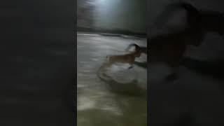 Eles vivem como cães e gatos😂😂