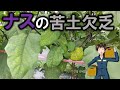 【ナスの苦土欠乏】ナスは元肥に苦土石灰入れても、途中で切れる。