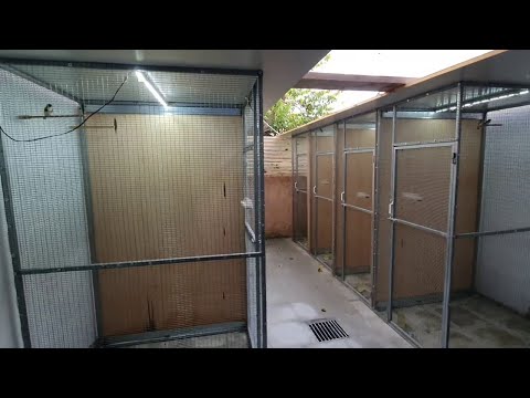 شاهد كيف يربي هذا الأجنبي طيور الحسون باحترافية