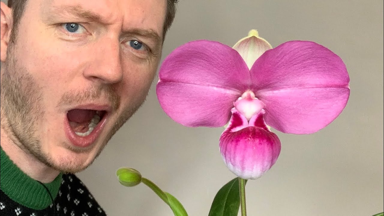 SURPRISE! Phragmipedium kovachii!!!