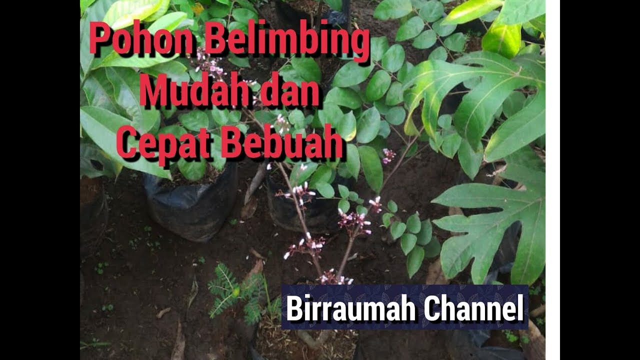 Jual Bibit Pohon Belimbing Dewi Kab Bogor Supergrow88 Tokopedia