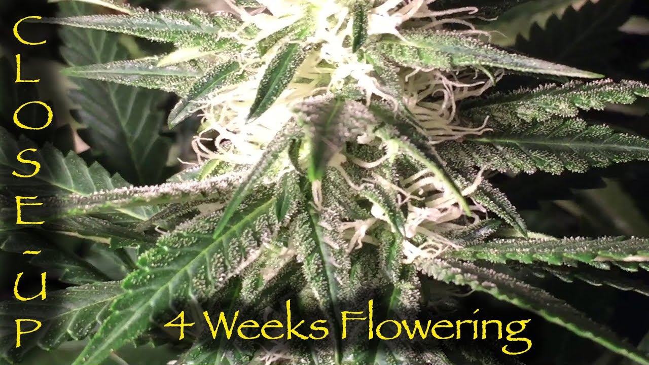 Close Up Bud 4 Weeks Into Flower