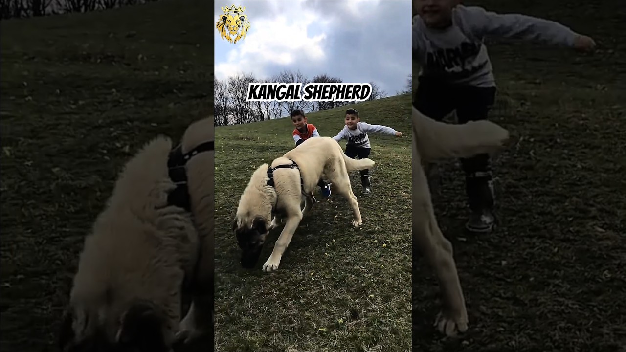 Kangal Shepherd dog 🔥 transformation 💥