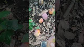 Temporada de Mangos en el Cerro la Virgen. #naturaleza #paisajesextremos #viral #vistashermosas