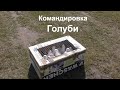 11.04.20.Голуби Командировка+тренировка. Pigeons Business trip + training