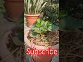Rooftop Garden #shorts #reels