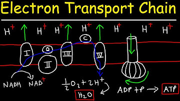 Electron Transport Chain - ATP Synthase, Chemiosmosis, & Oxidative Phosphorylation
