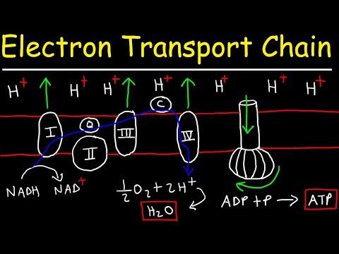 Video: Ano ang respiratory chain sa biochemistry?