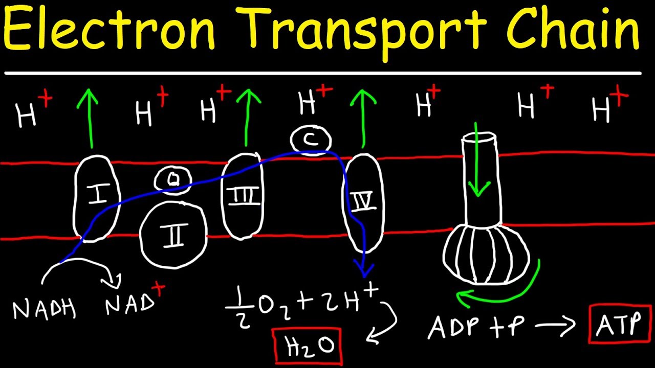 ⁣Electron Transport Chain - ATP Synthase, Chemiosmosis, & Oxidative Phosphorylation