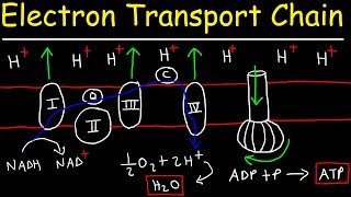 Electron Transport Chain  ATP Synthase, Chemiosmosis, & Oxidative Phosphorylation
