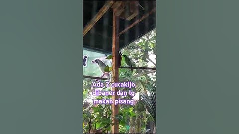 Cucakijo #cucakijo #kicaumania #aviaryminimalis