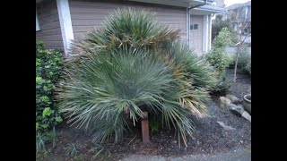 Mediterranean Fan Palms are very cold hardy in the North Pacific