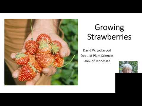 Video: Delmarvel Strawberry Care: Tips til dyrkning af Delmarvel Strawberry Plants