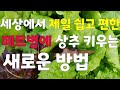 (꽃보다상추29)                                       안보면 후회할 👉 세상에서 가장쉬운👍 상추키우는 새로운방법 🥬