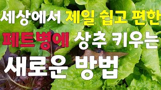 (꽃보다상추29)                                       안보면 후회할 👉 세상에서 가장쉬운👍 상추키우는 새로운방법 🥬 (자막은 끄실수 있어요)