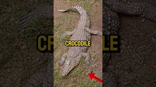 Meet Henry The Worlds Oldest Captive Crocodile