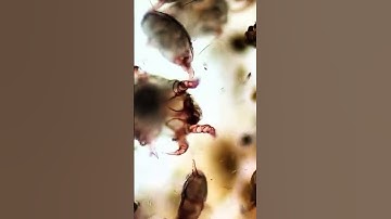 Serenity in the Micro World  #microlife  #microscope  #biology