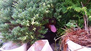 Overheated Dog