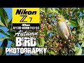 Autumn Bird Photography Using The Nikon Z7 + AF-S 80-400mm + FTZII