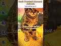 Cats Being Hilarious Ranking 😹 #FunnyCats #CatRanking