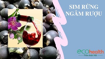 Sim rừng ngâm rượu 100.000đ/kg