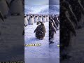 Why Did This Penguin Leave Everyone Behind?