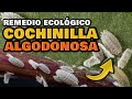 Eliminar las COCHINILLAS en UN DIA | Remedio CASERO para la Cochinilla Algodonosa en las Plantas