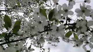 Cherry blossoms #nature #cherryblossoms#spring by Fantastic variety of nature 11 views 2 weeks ago 1 minute, 27 seconds