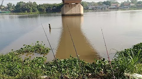 Bãi câu quá đẹp tại cầu đức hòa long an