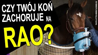 Czy Twój koń może zachorować na RAO?