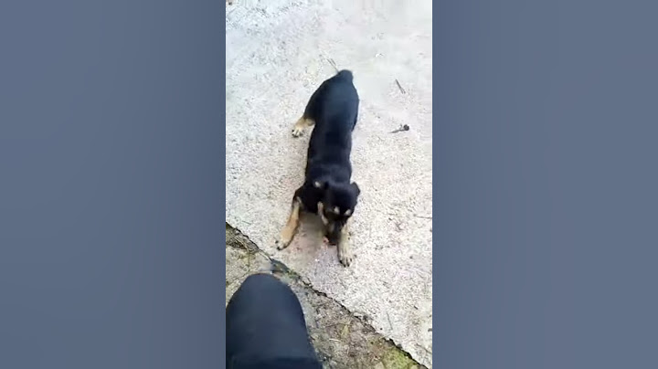 Tuzna prica o psu imenu linda koju je neko ukrao