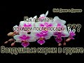 Как поливать орхидеи во время наращивания корней / Мои пациенты / Орхидеи на реанимации