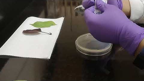 How to do a leaf imprint