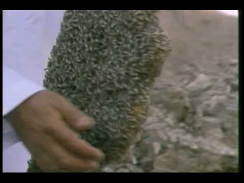 افضل تقرير عن موسم العسل في دولة الامارات