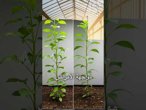 النباتات يمكنها سماع الاصوات