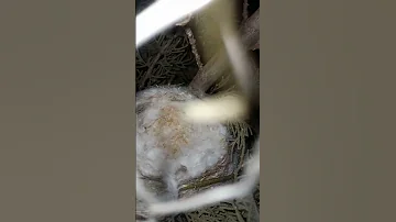 بداية بناء الاعشاش في سلاكة الحسون Bird 