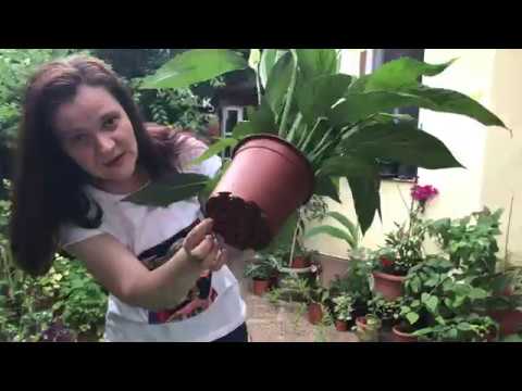 Video: Cum Să Ai Grijă De Spathiphyllum